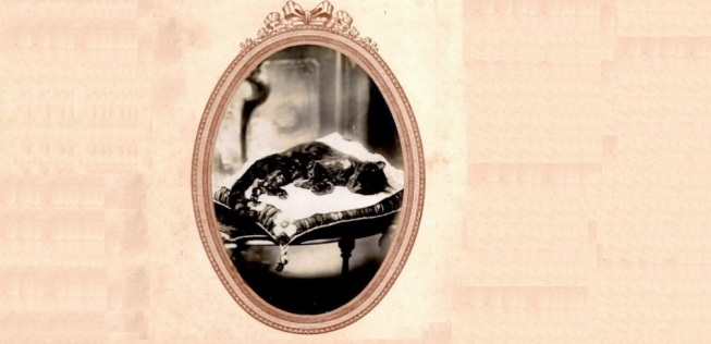 Fotografia post-mortem de um gato. Final do século 19.